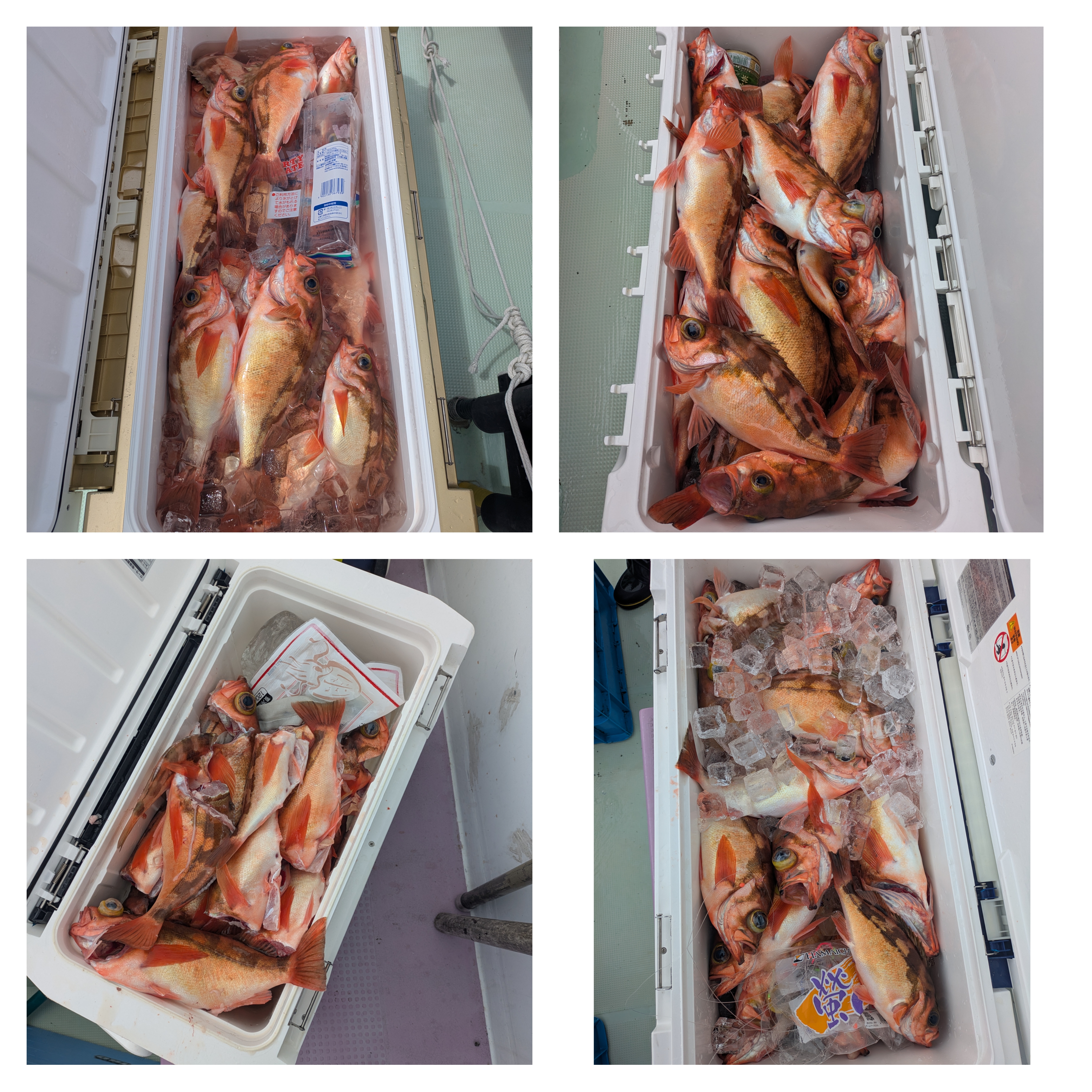 最新釣果情報