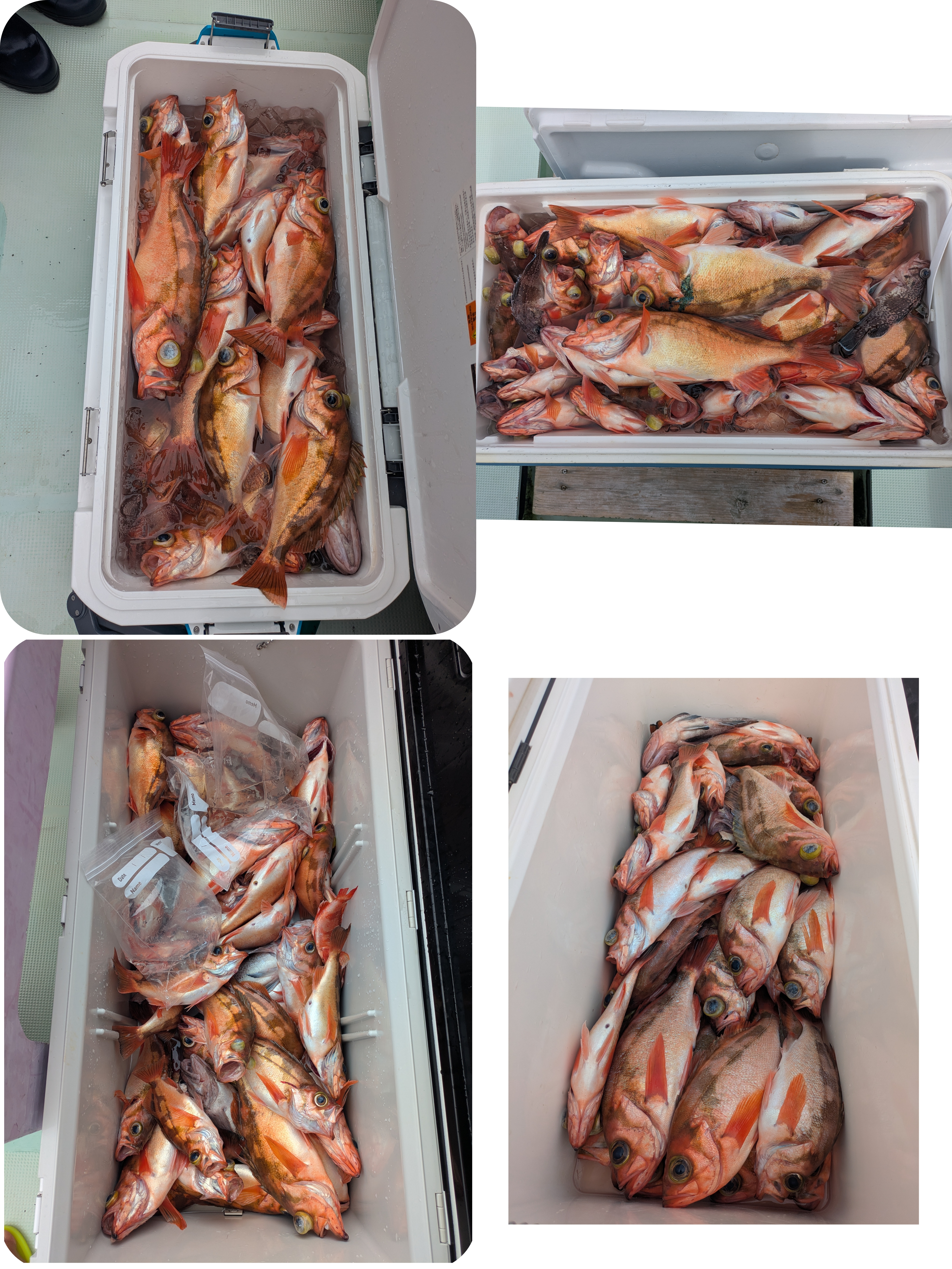 最新釣果情報
