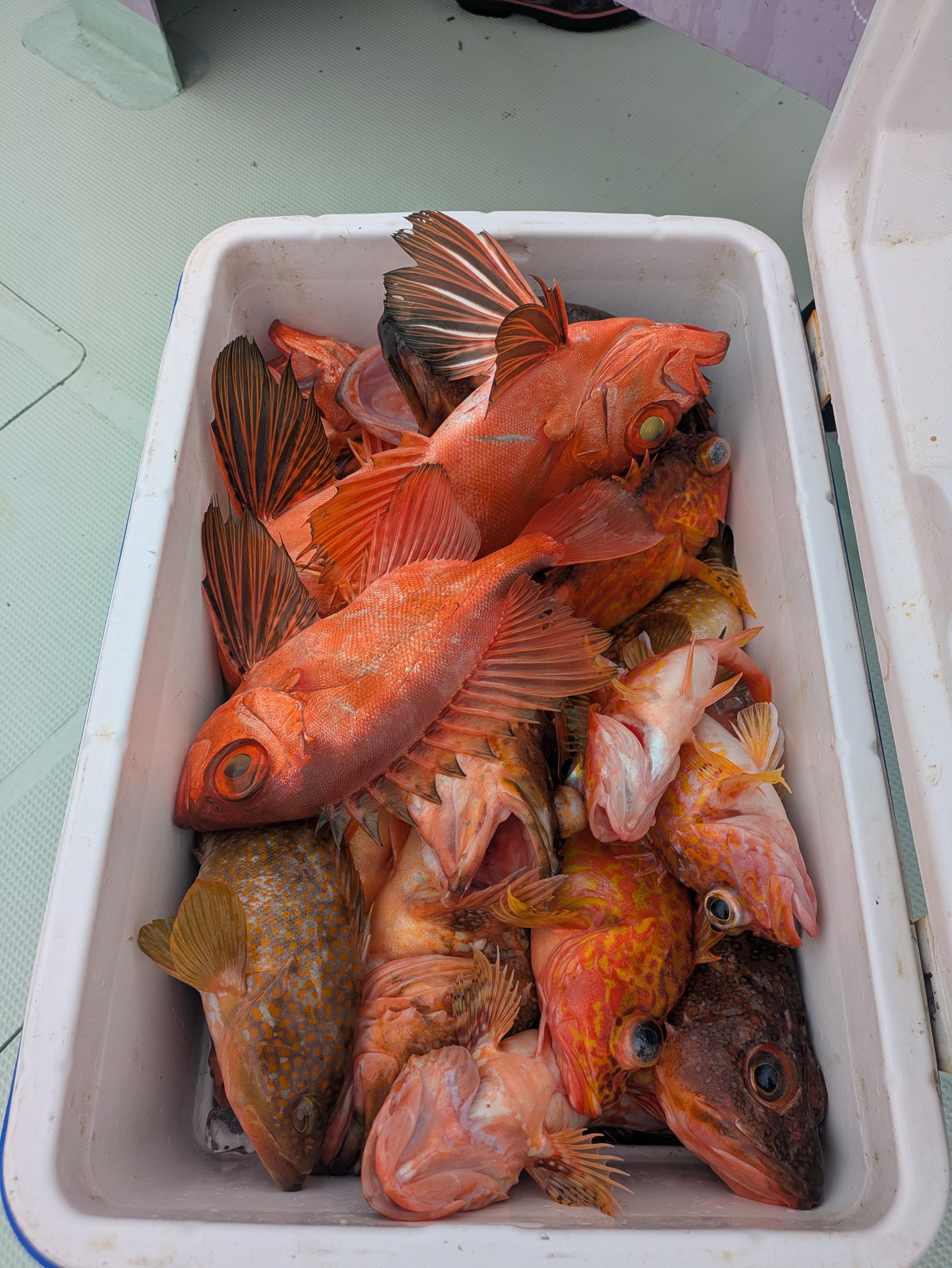 最新釣果情報