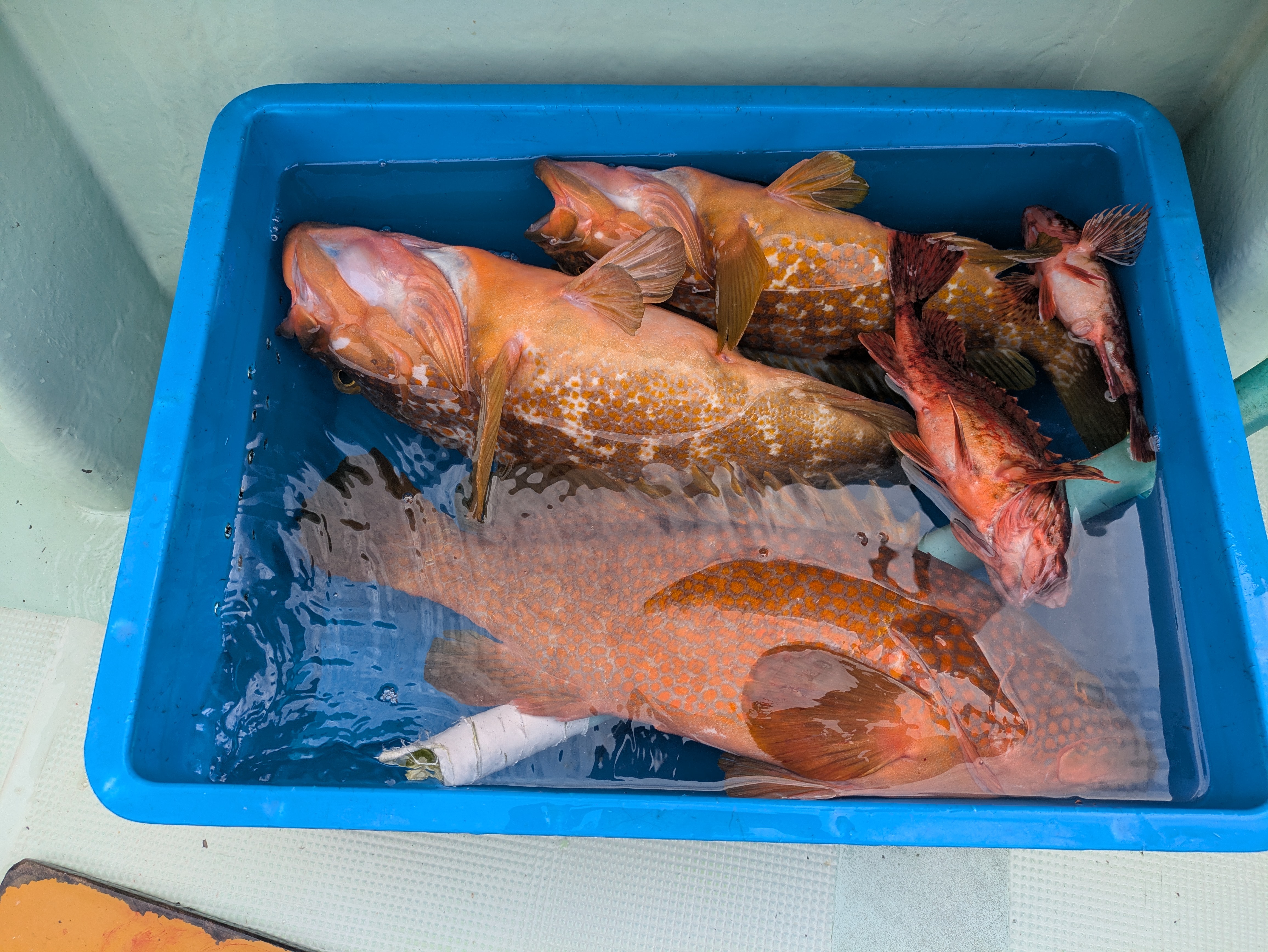 最新釣果情報