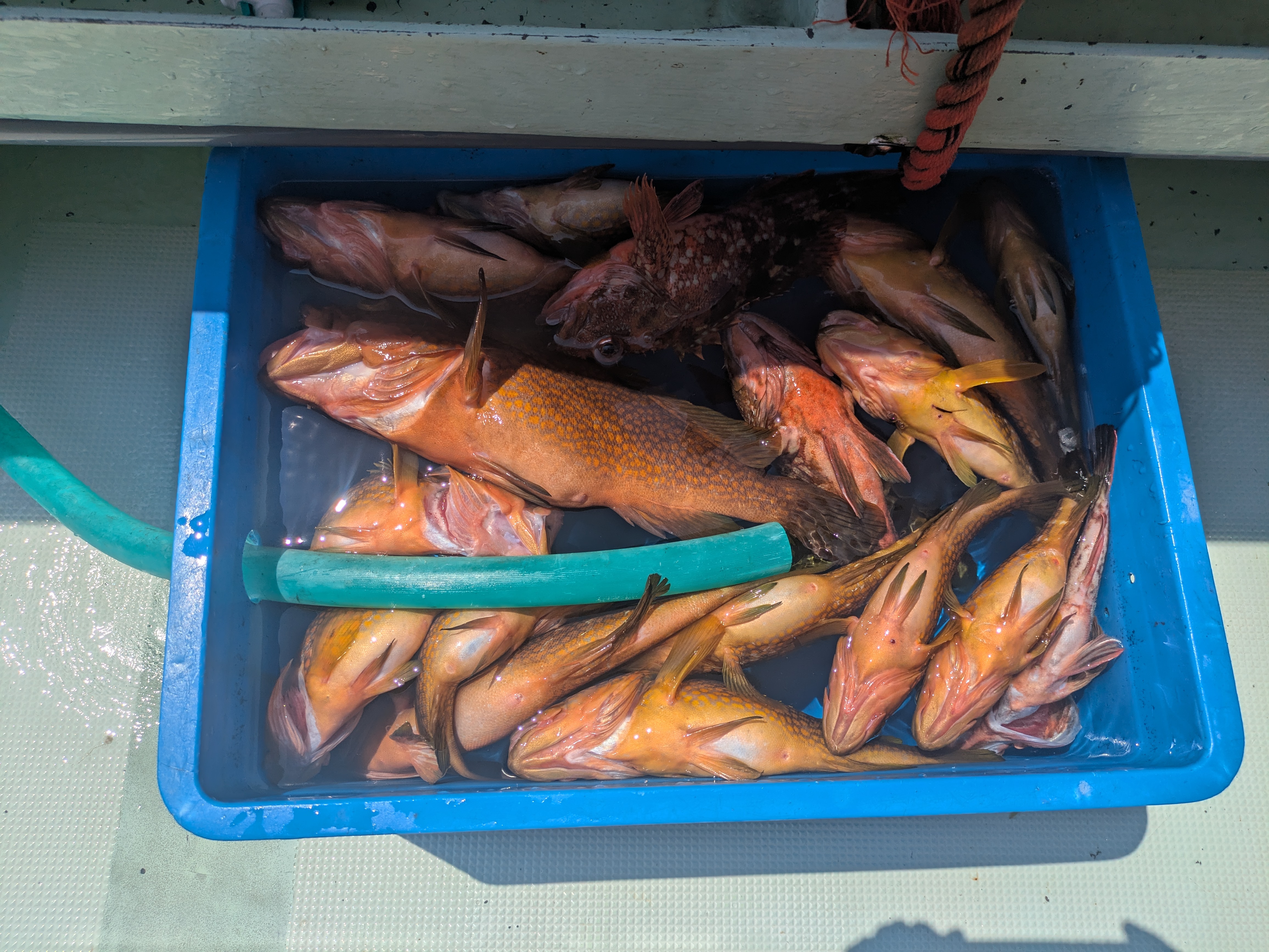 最新釣果情報