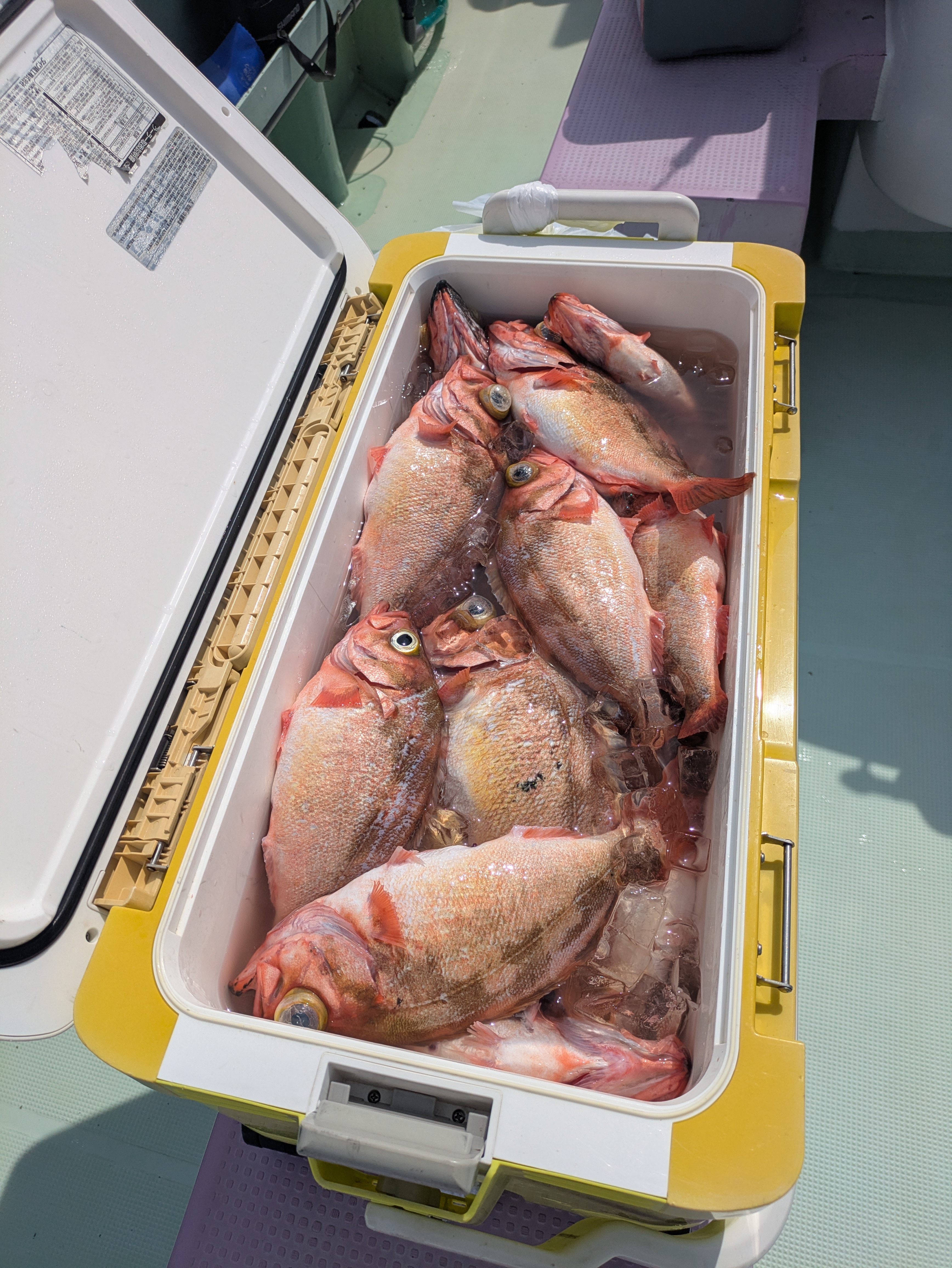 最新釣果情報