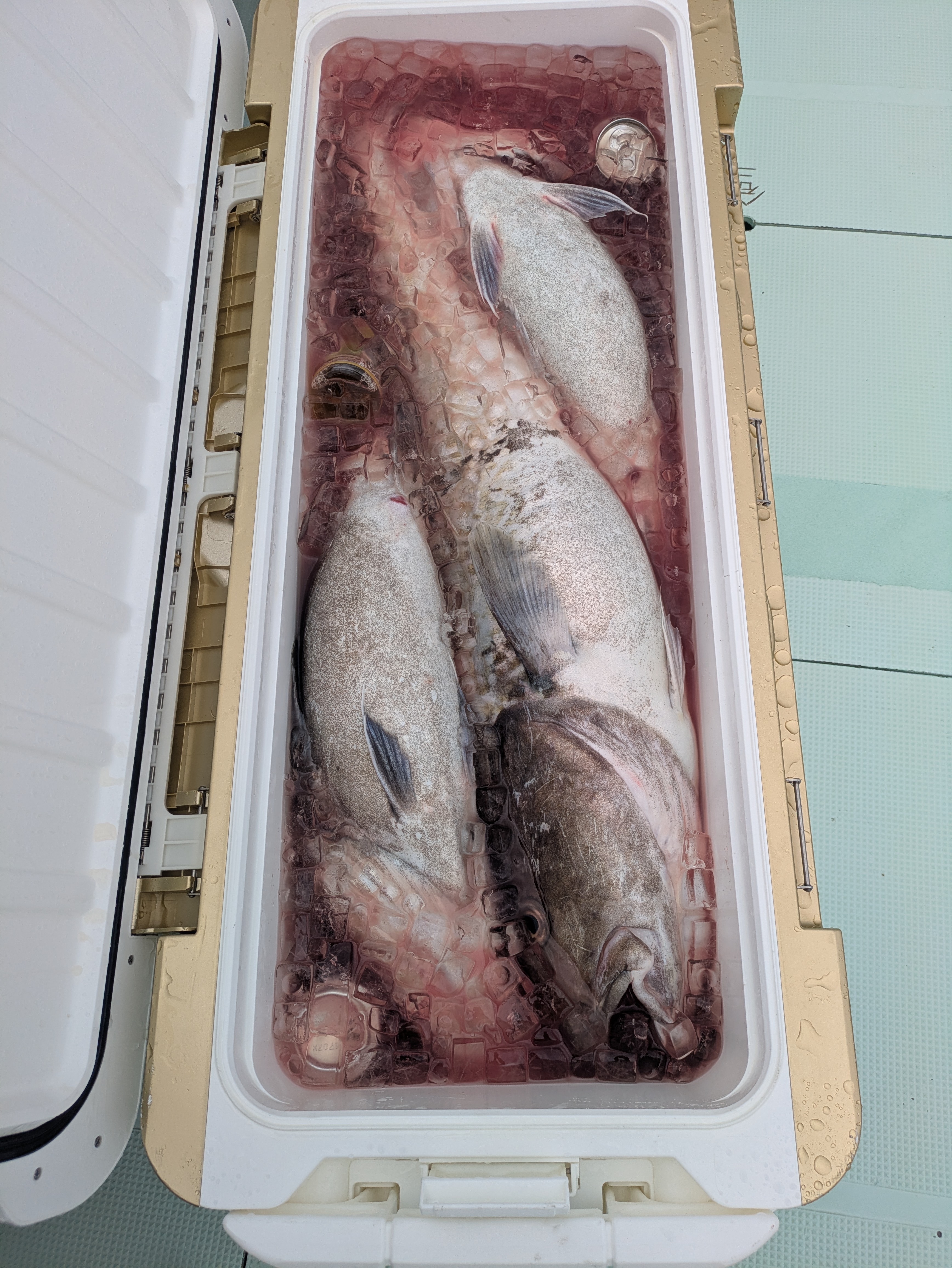 最新釣果情報