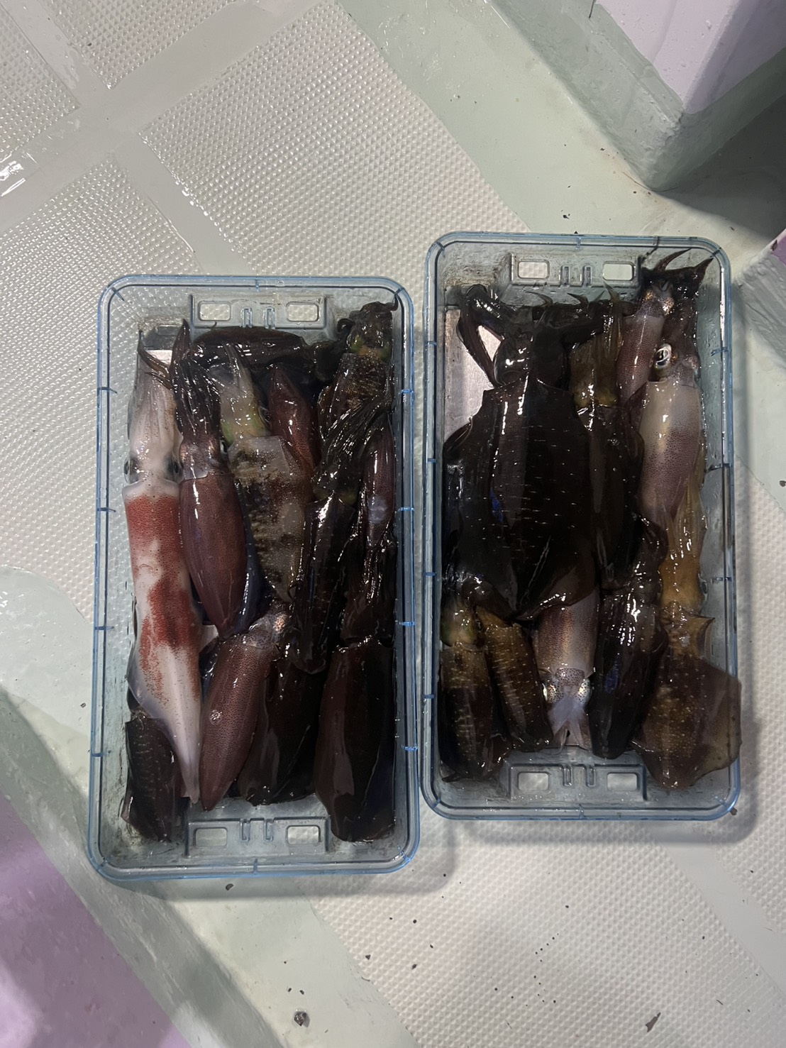 最新釣果情報