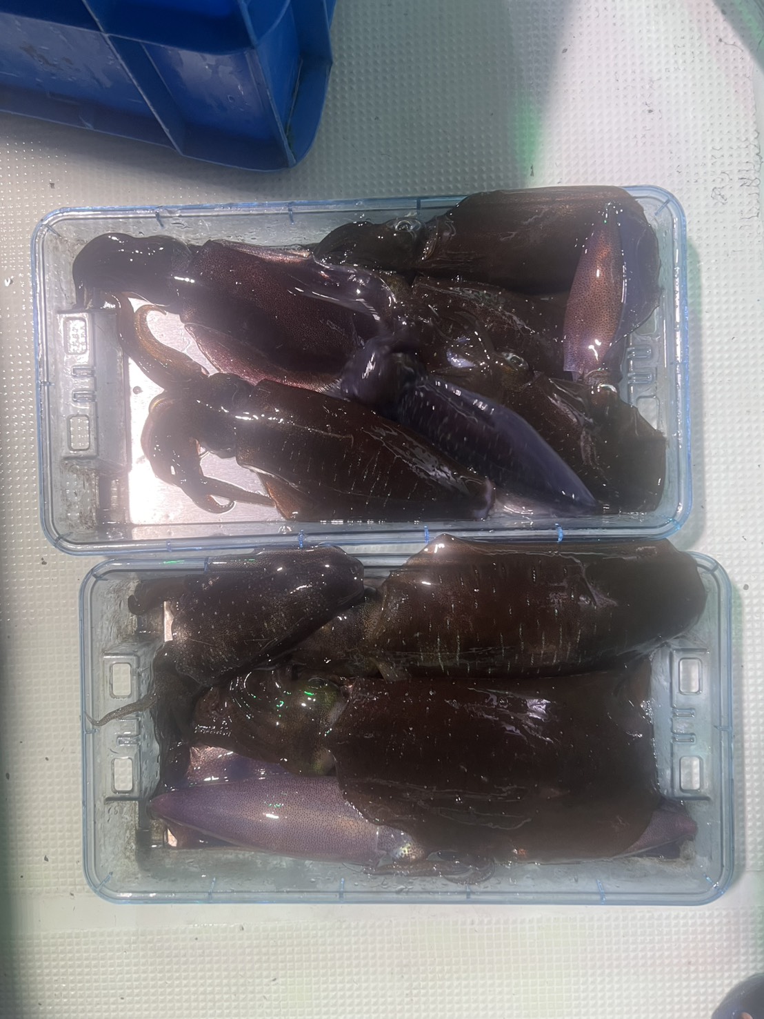 最新釣果情報