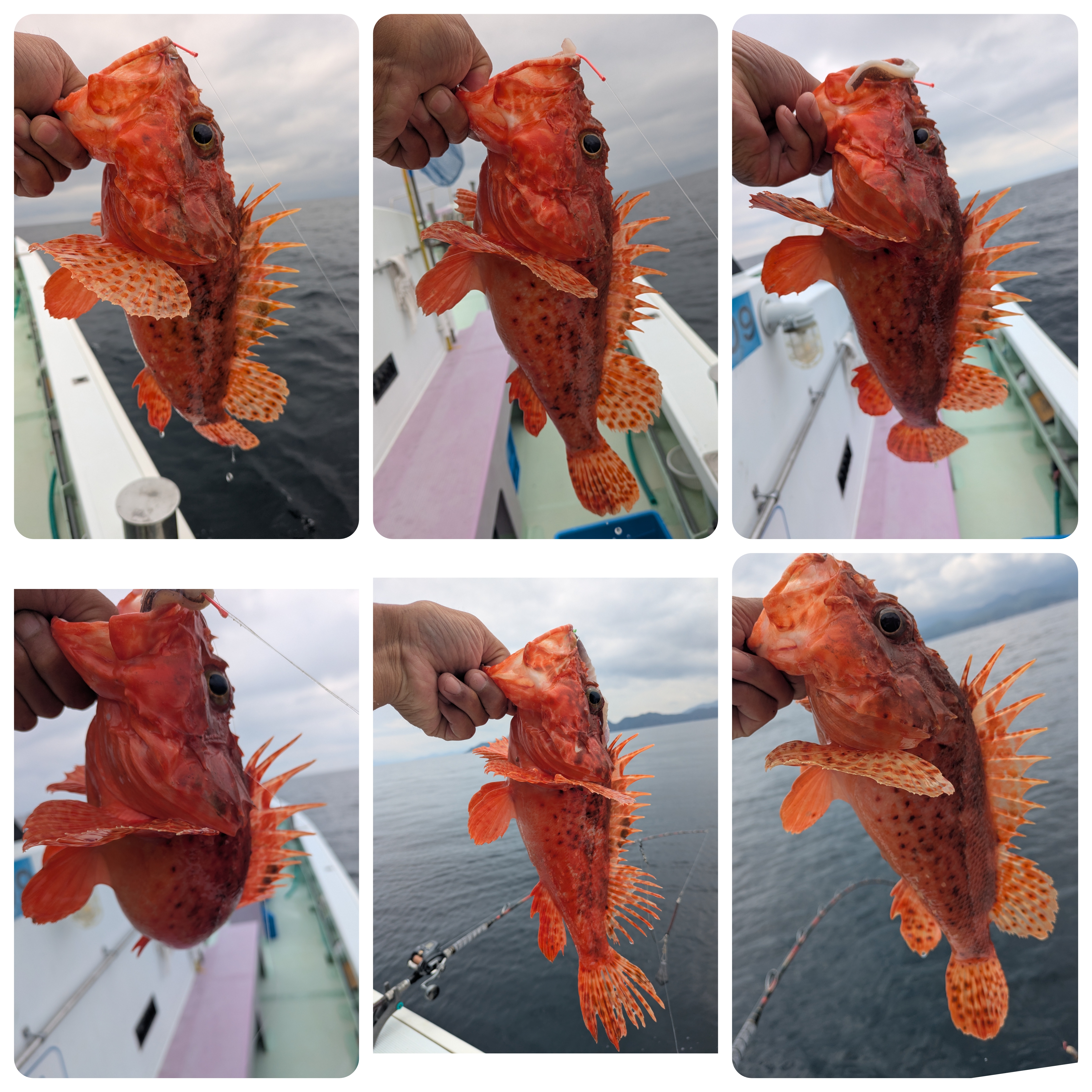 最新釣果情報