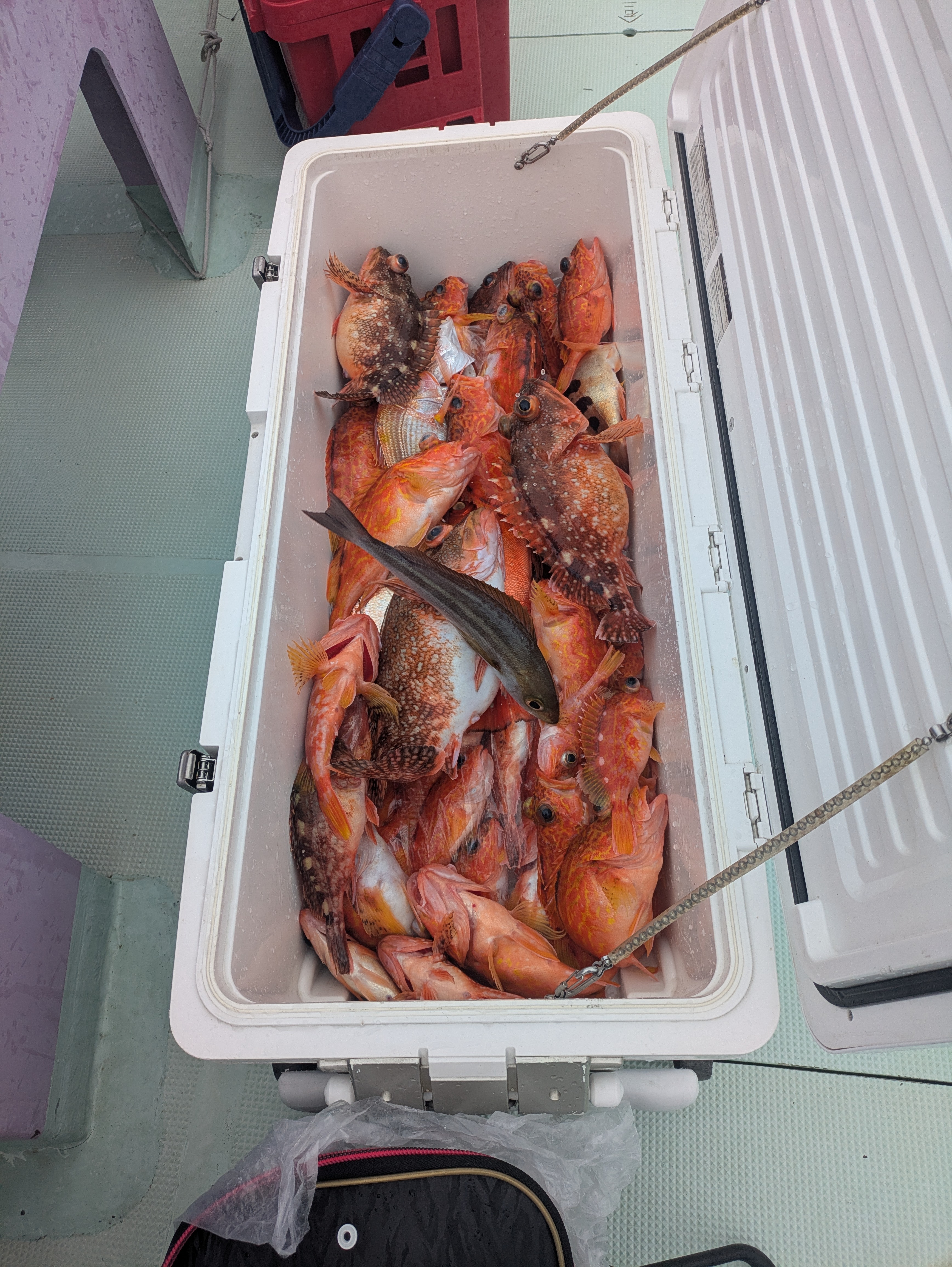 最新釣果情報