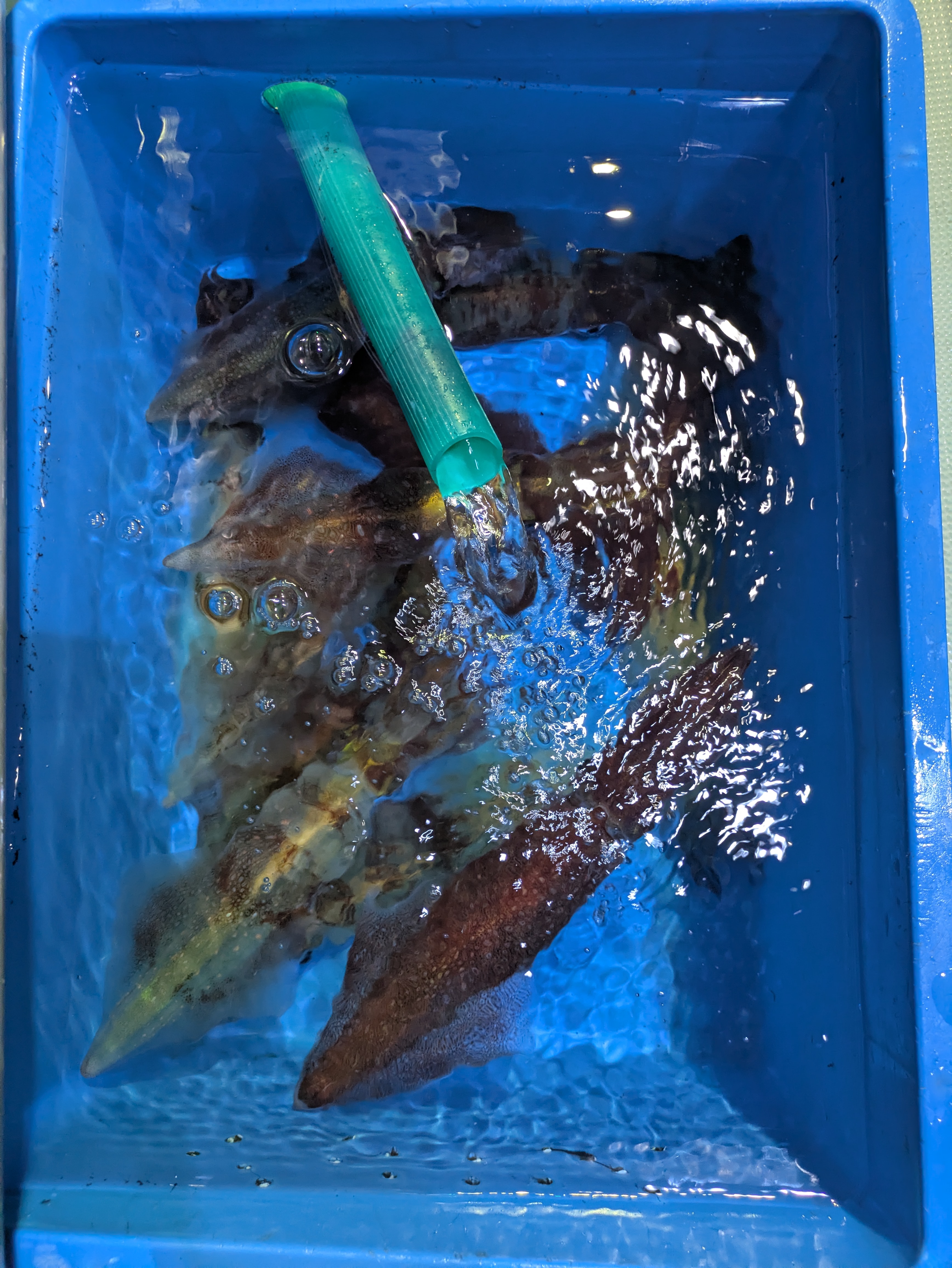 最新釣果情報