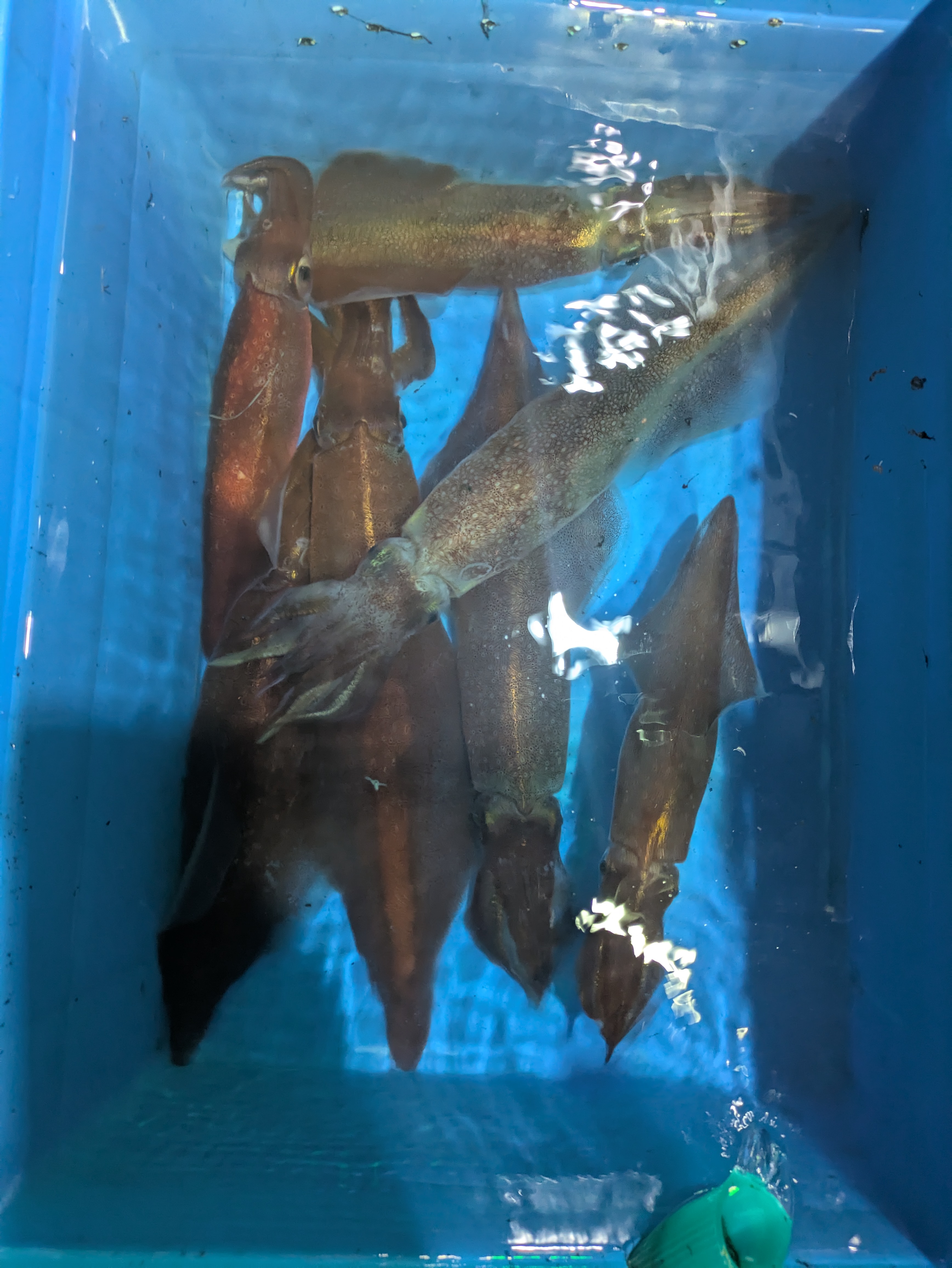 最新釣果情報
