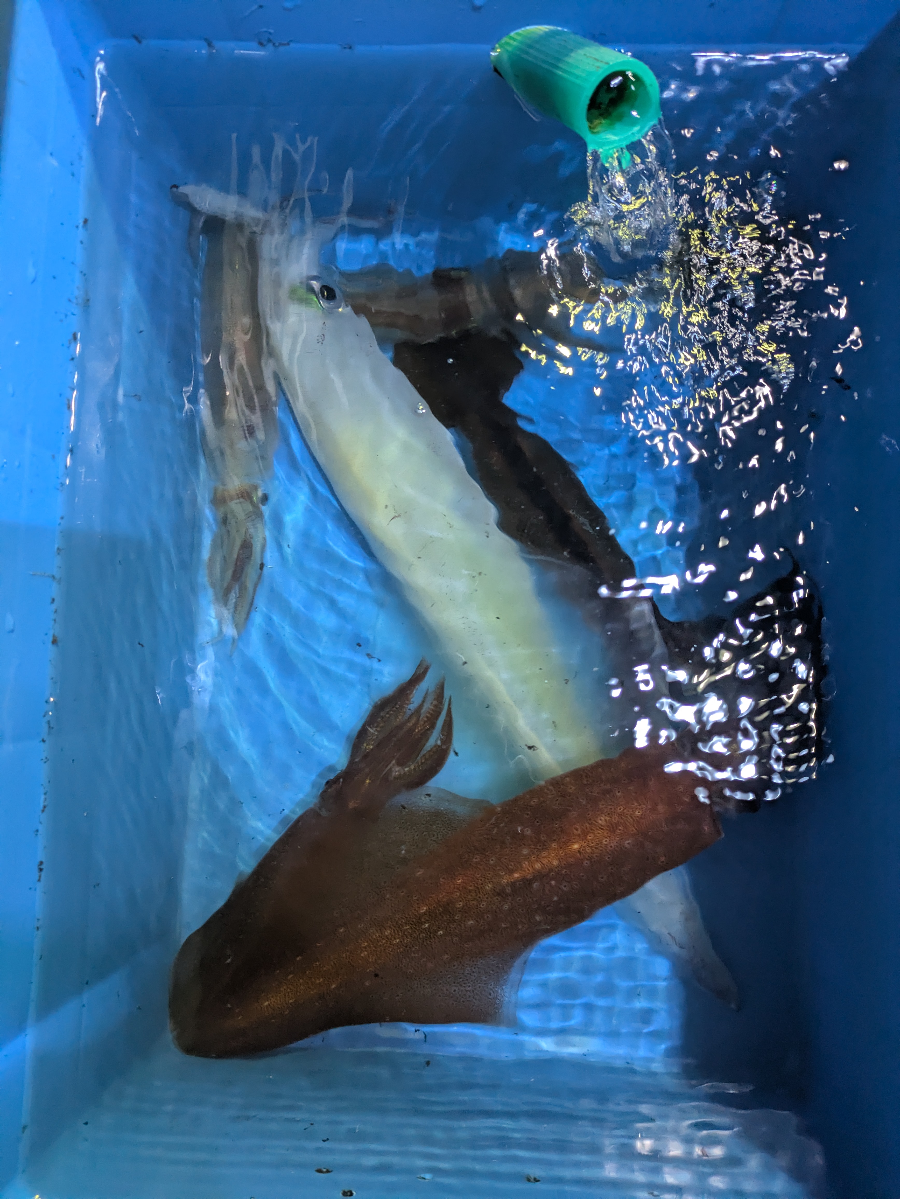 最新釣果情報