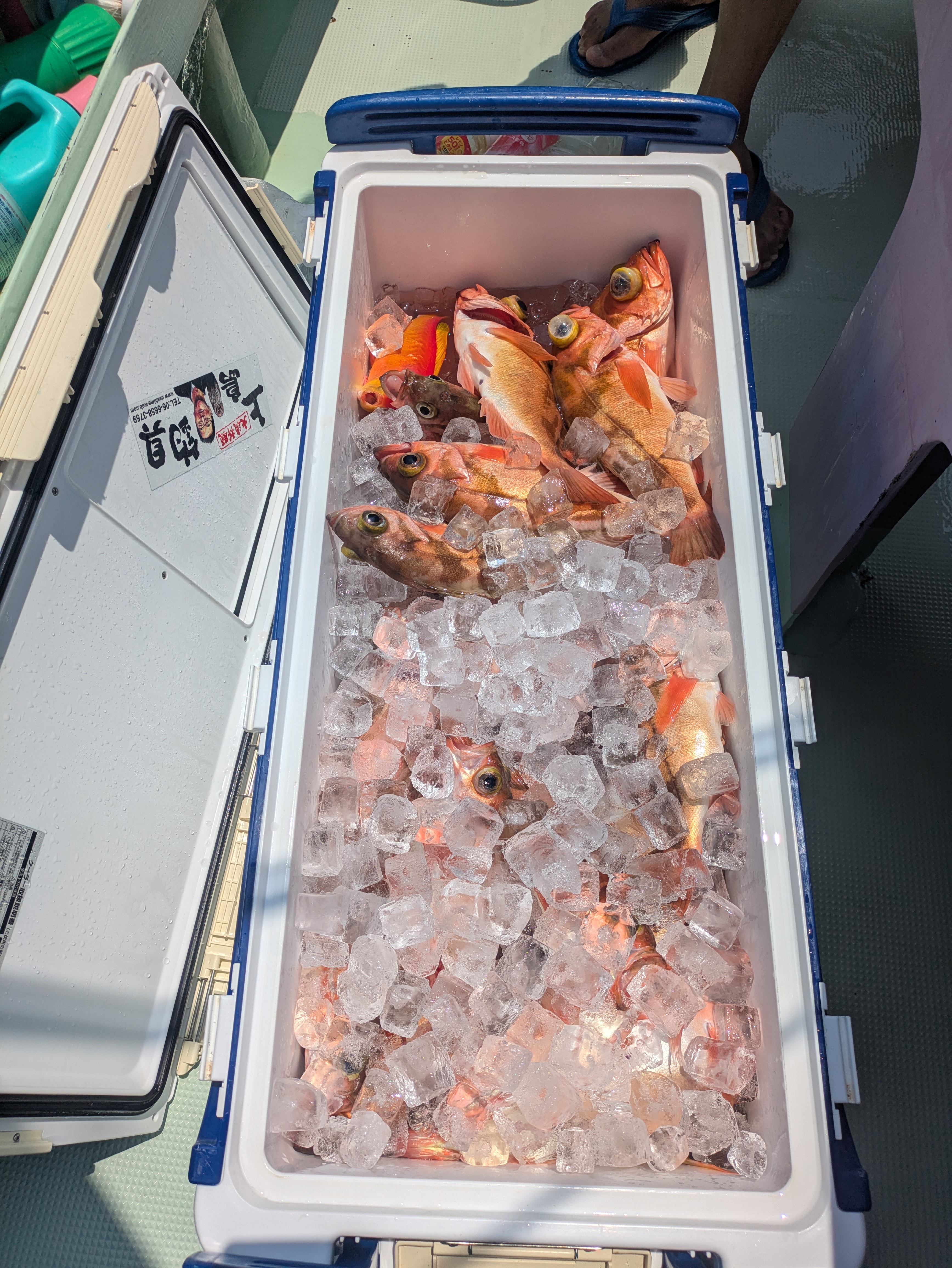 最新釣果情報