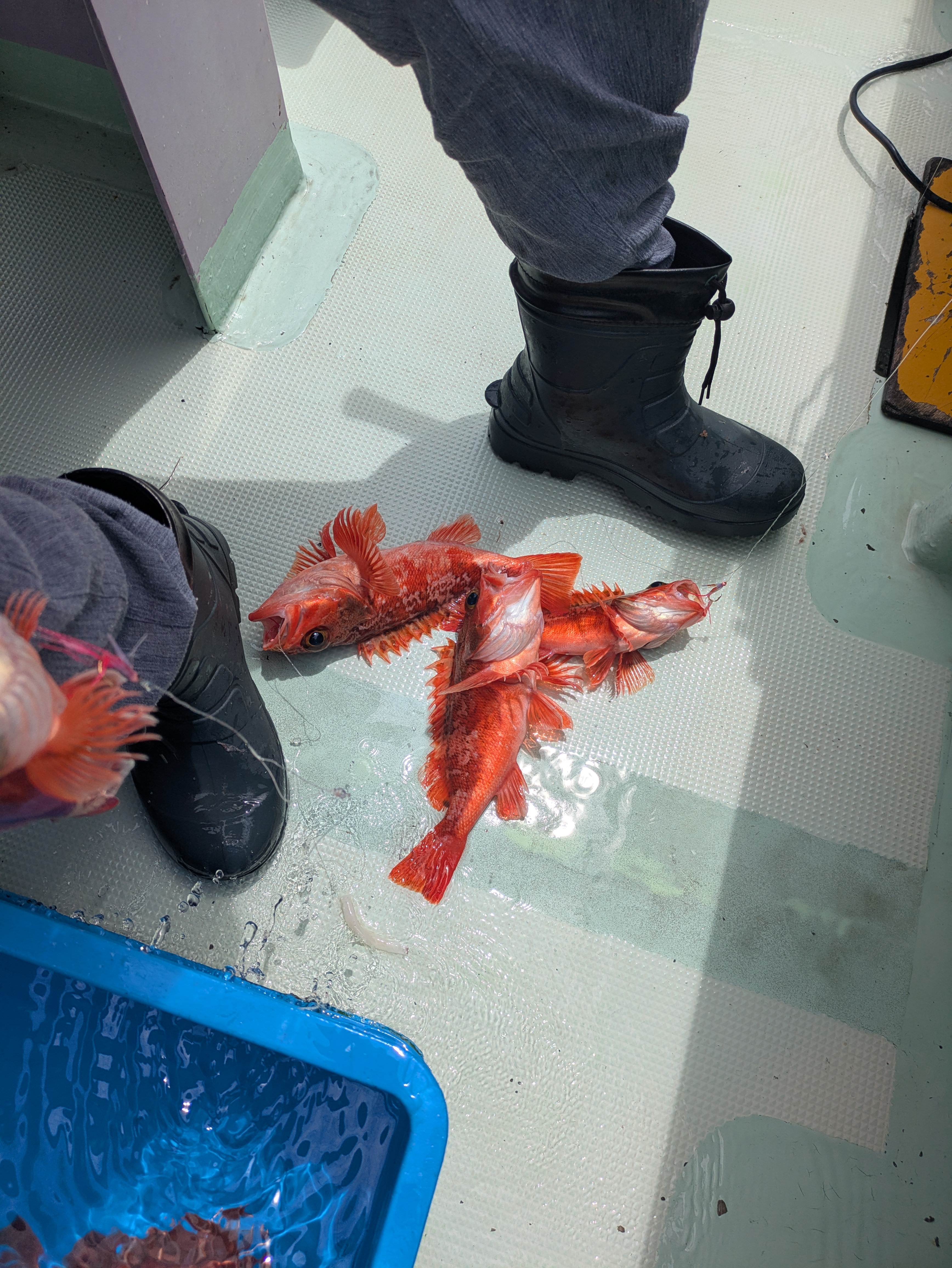 最新釣果情報