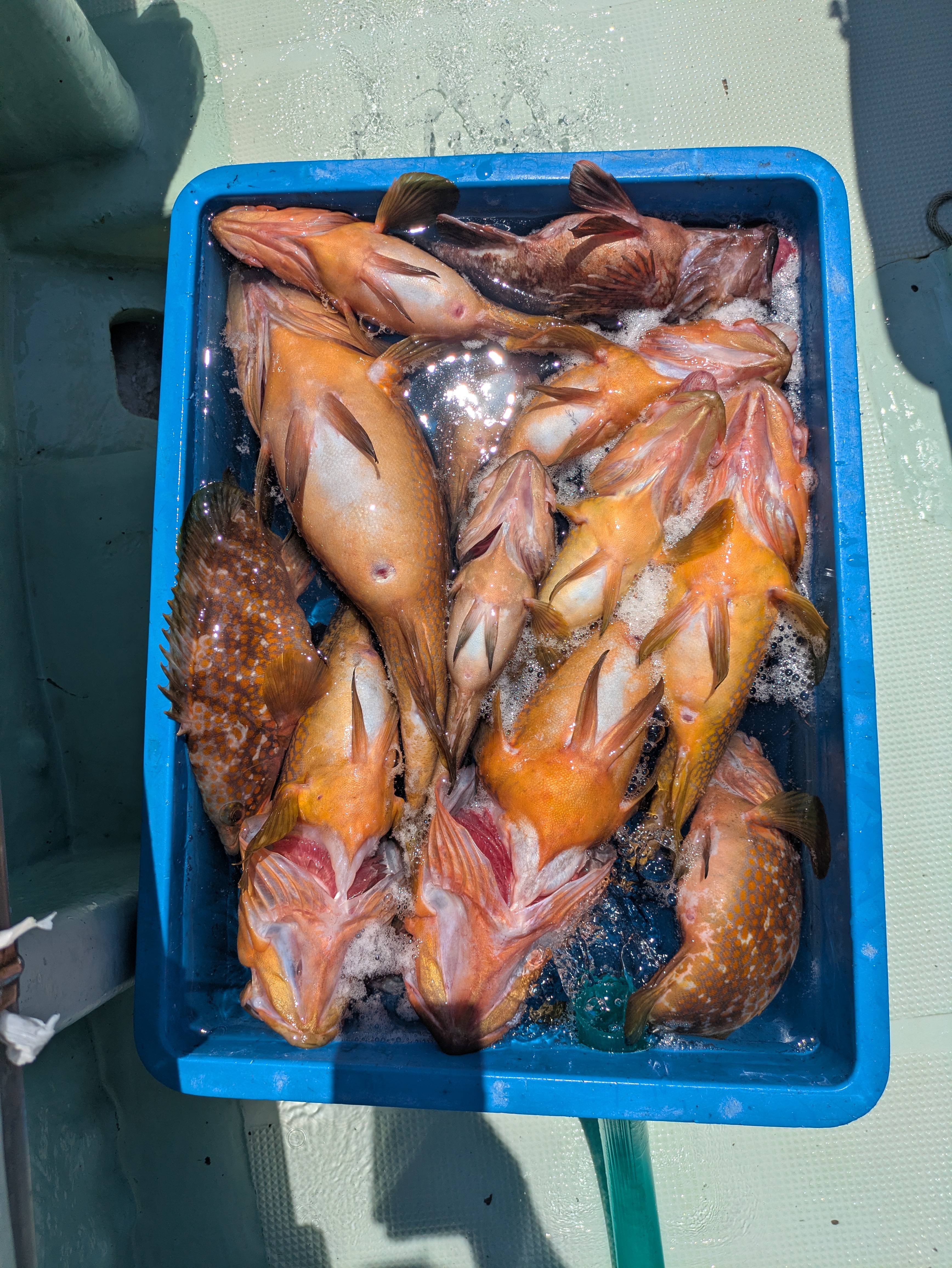 最新釣果情報