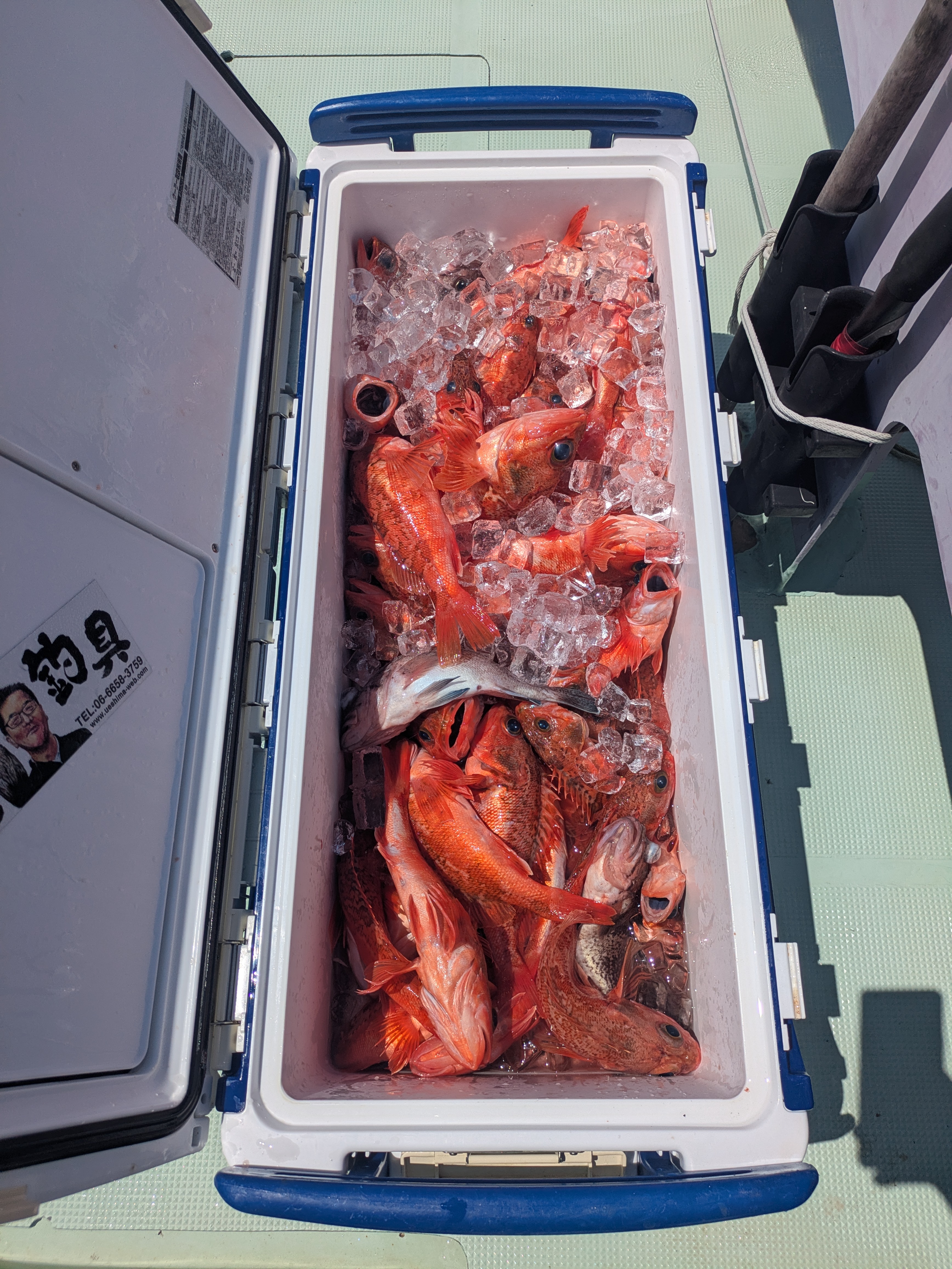最新釣果情報