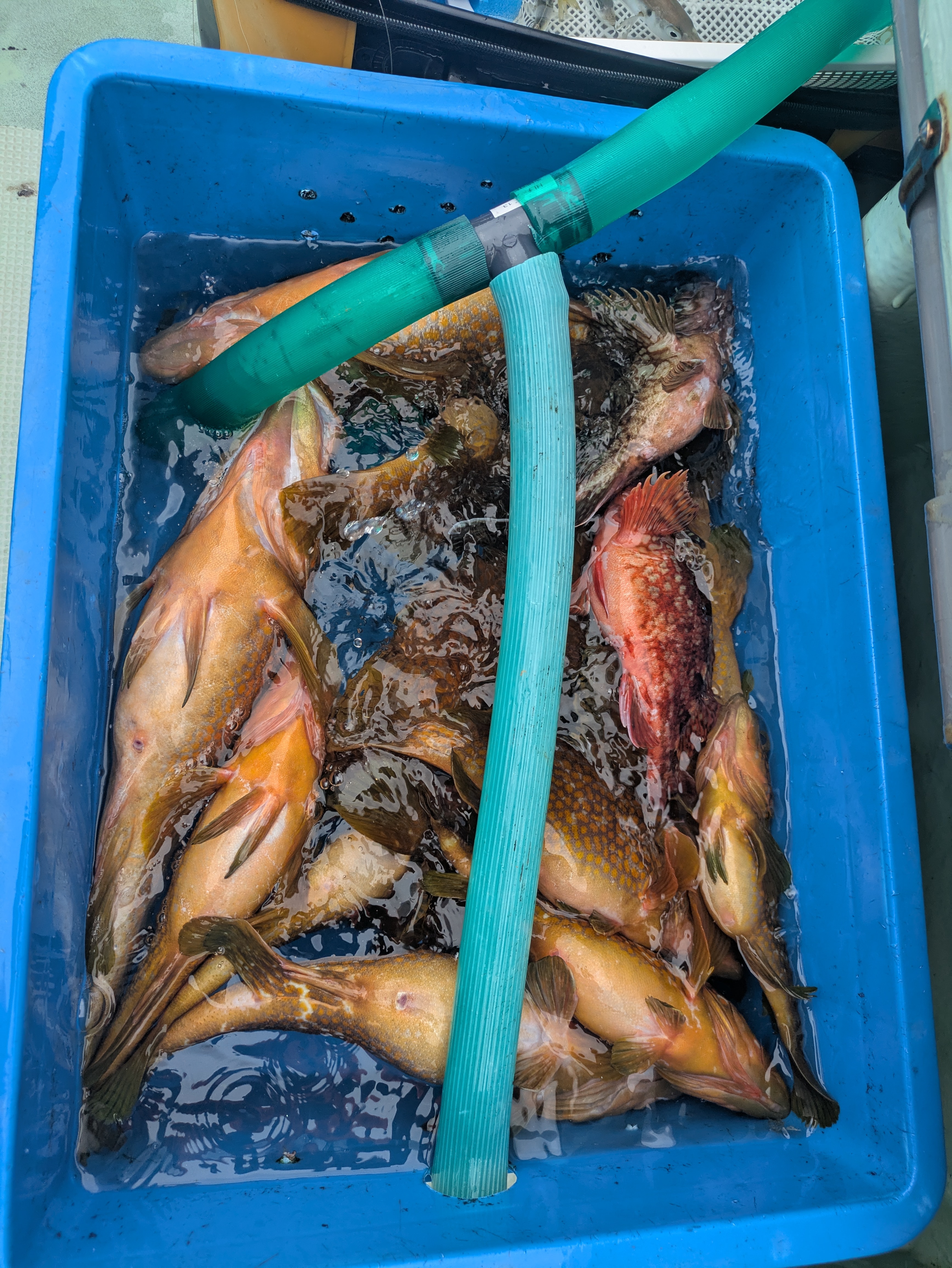 最新釣果情報