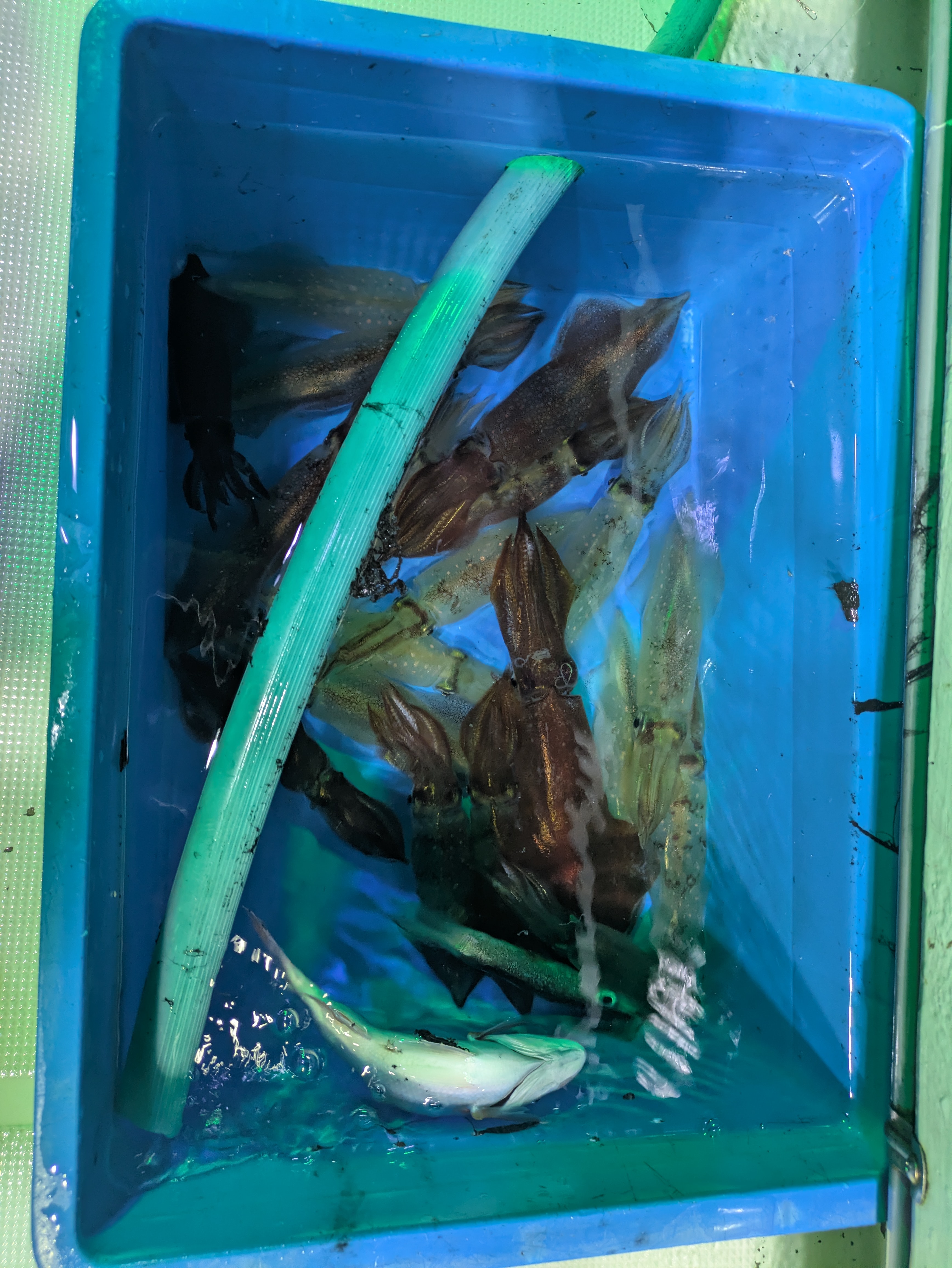 最新釣果情報