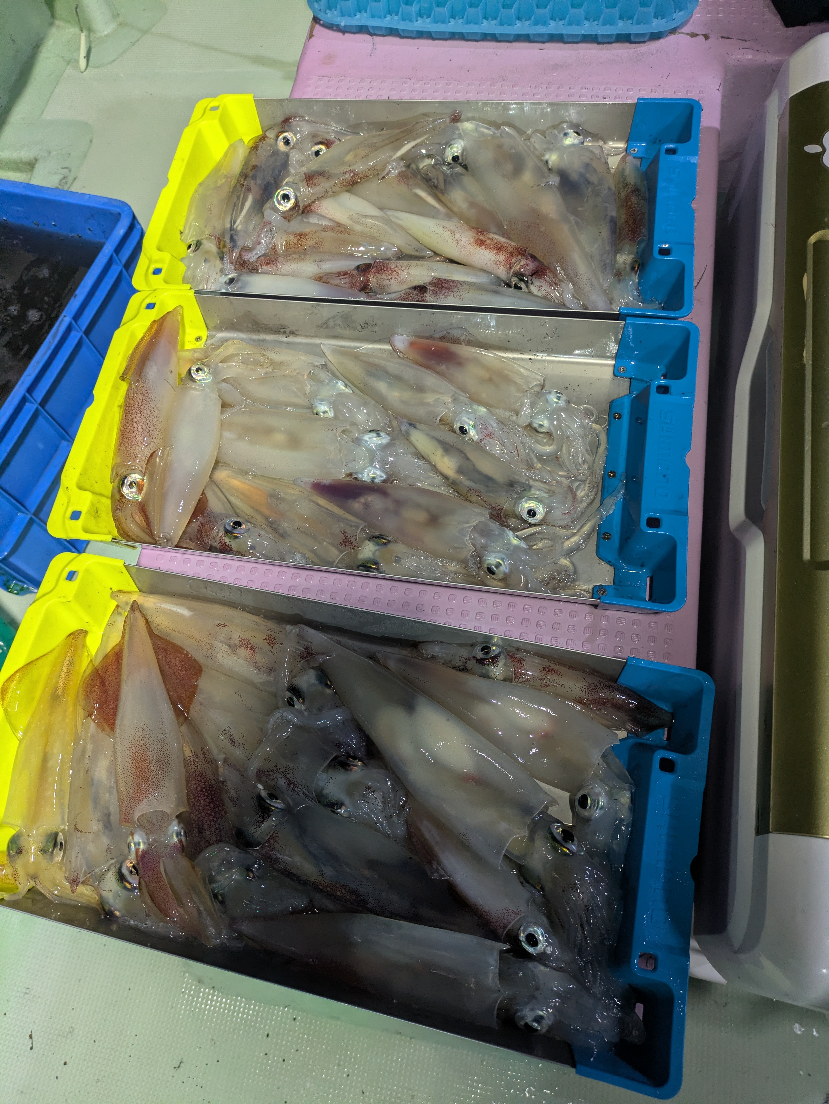 最新釣果情報