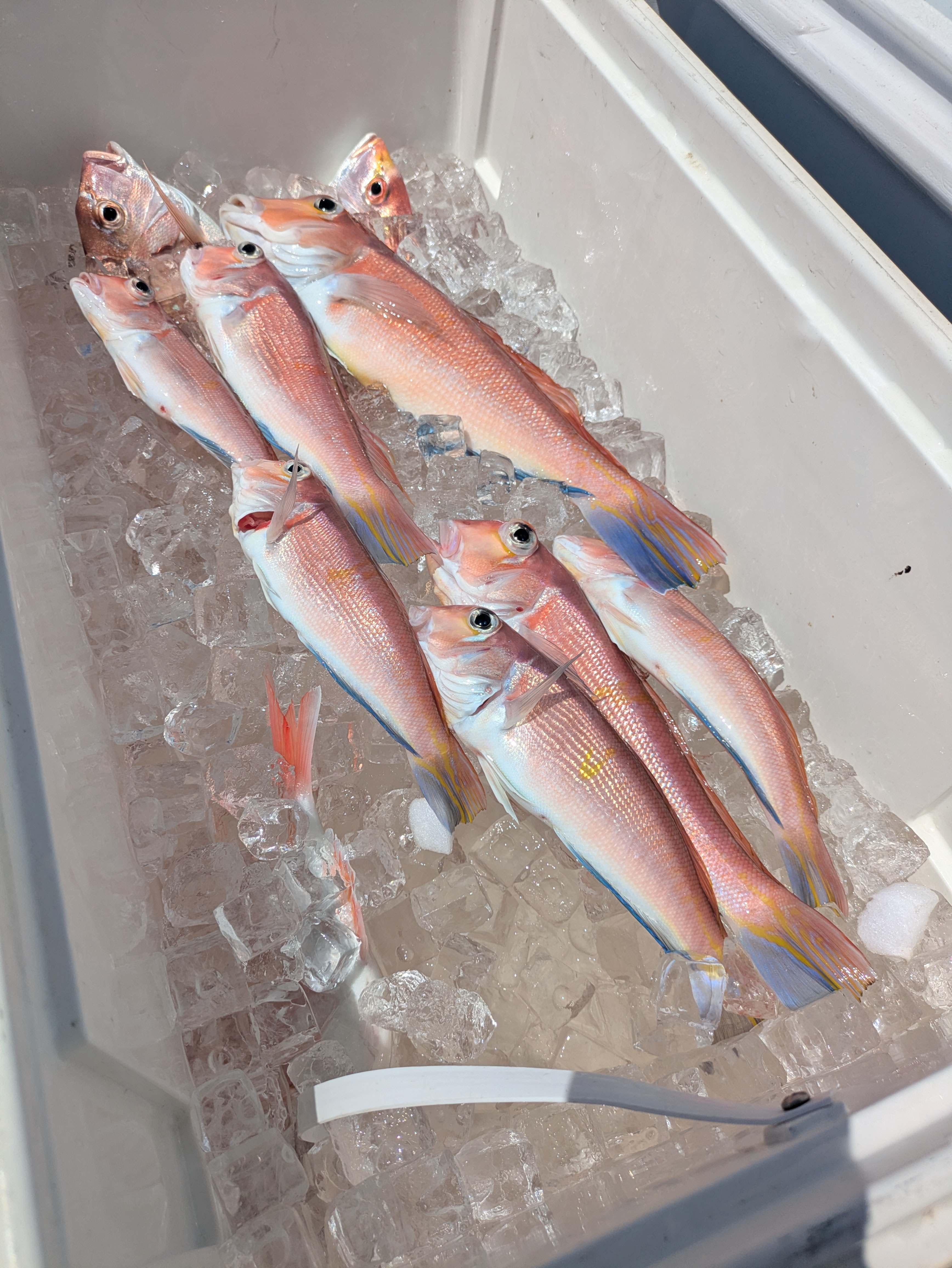 最新釣果情報