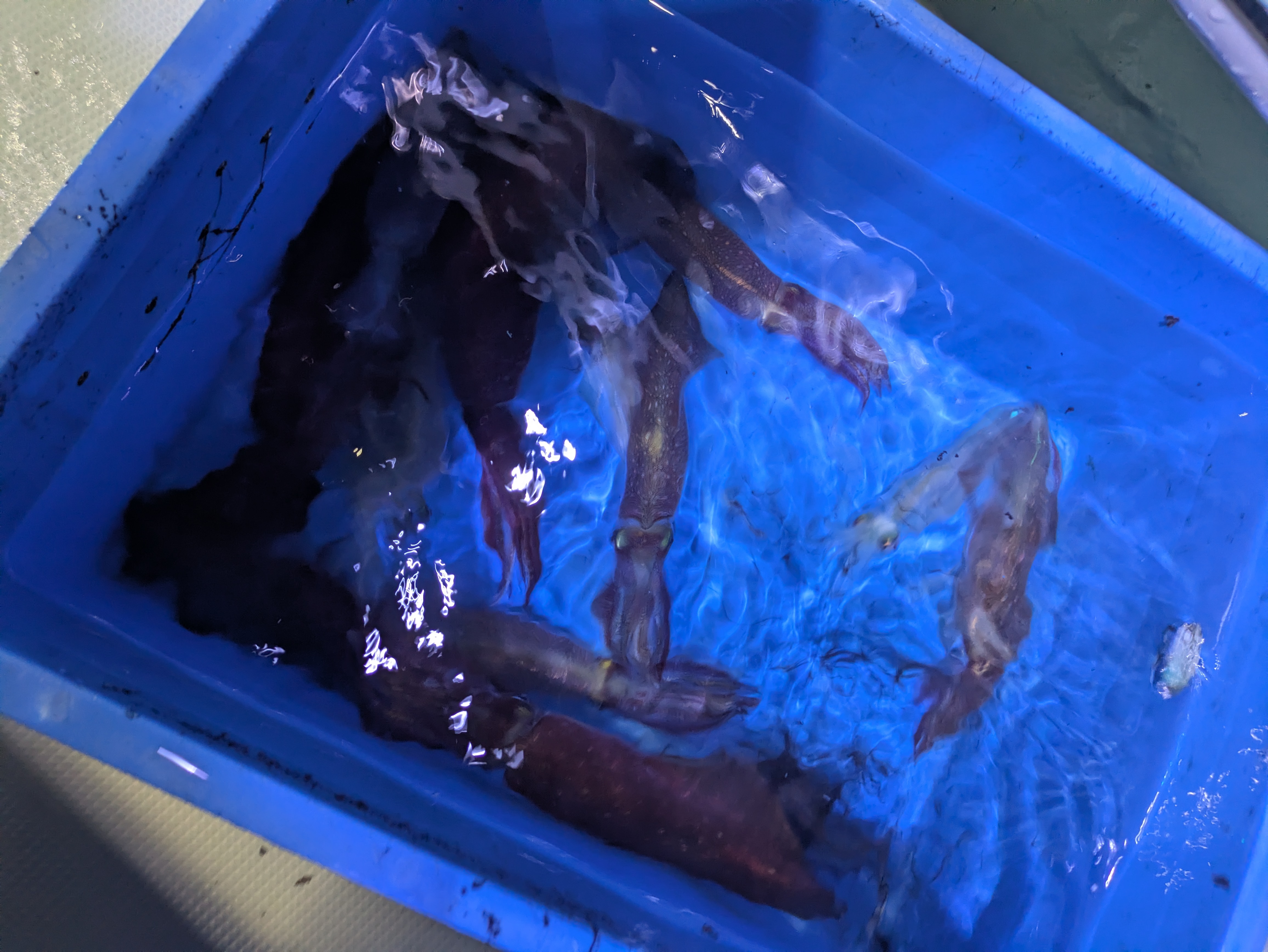 最新釣果情報