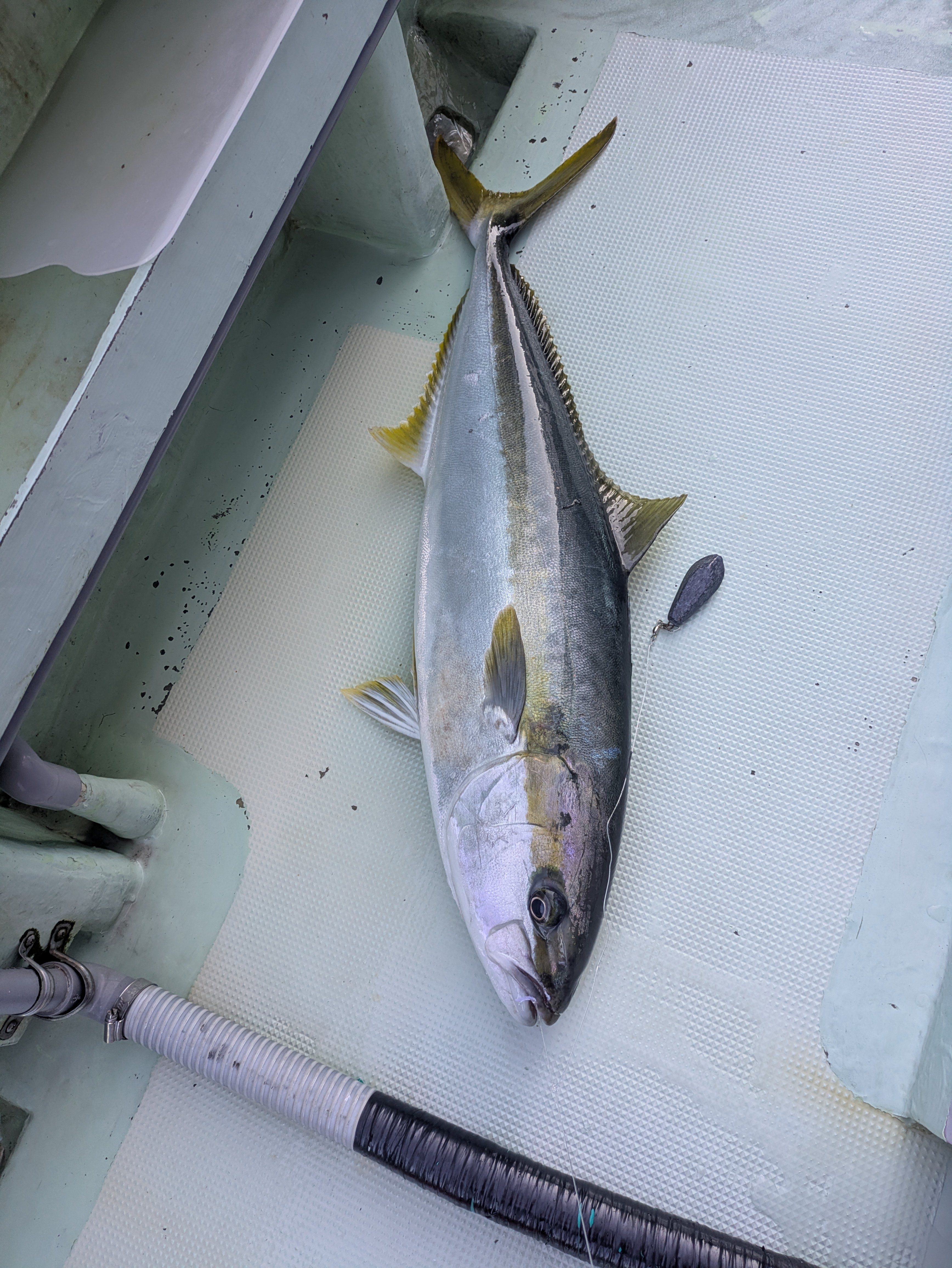 最新釣果情報