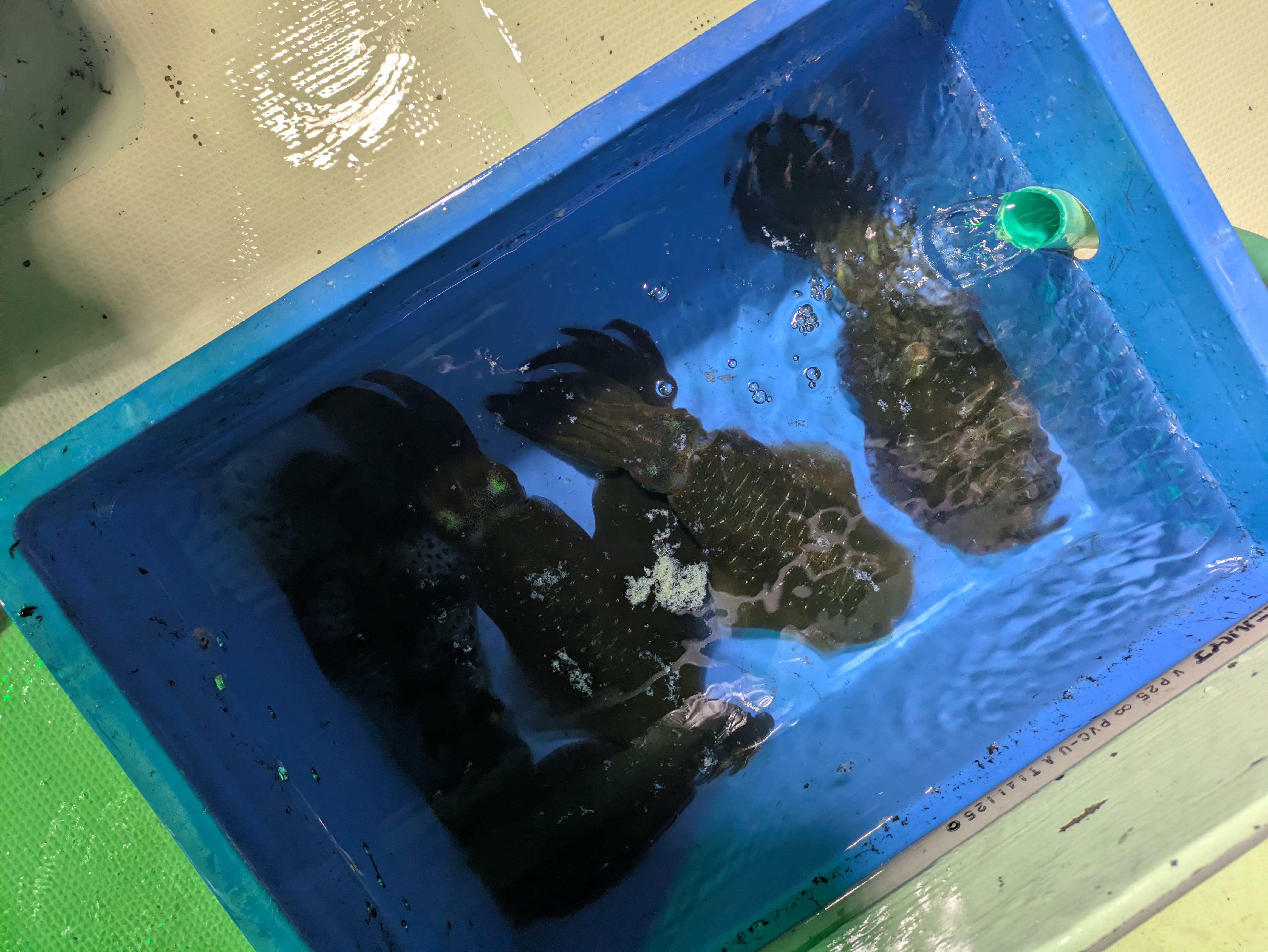 最新釣果情報