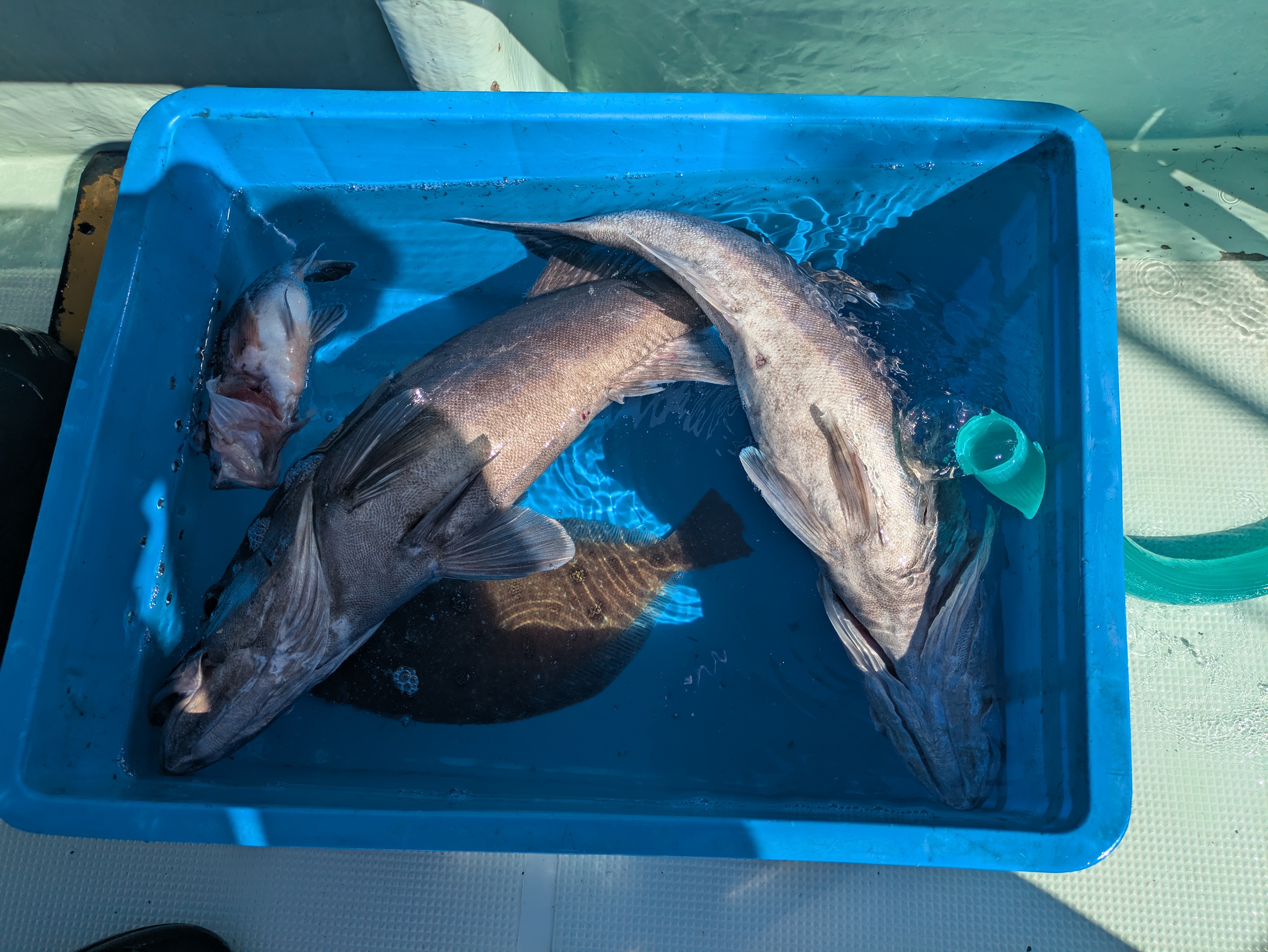 最新釣果情報