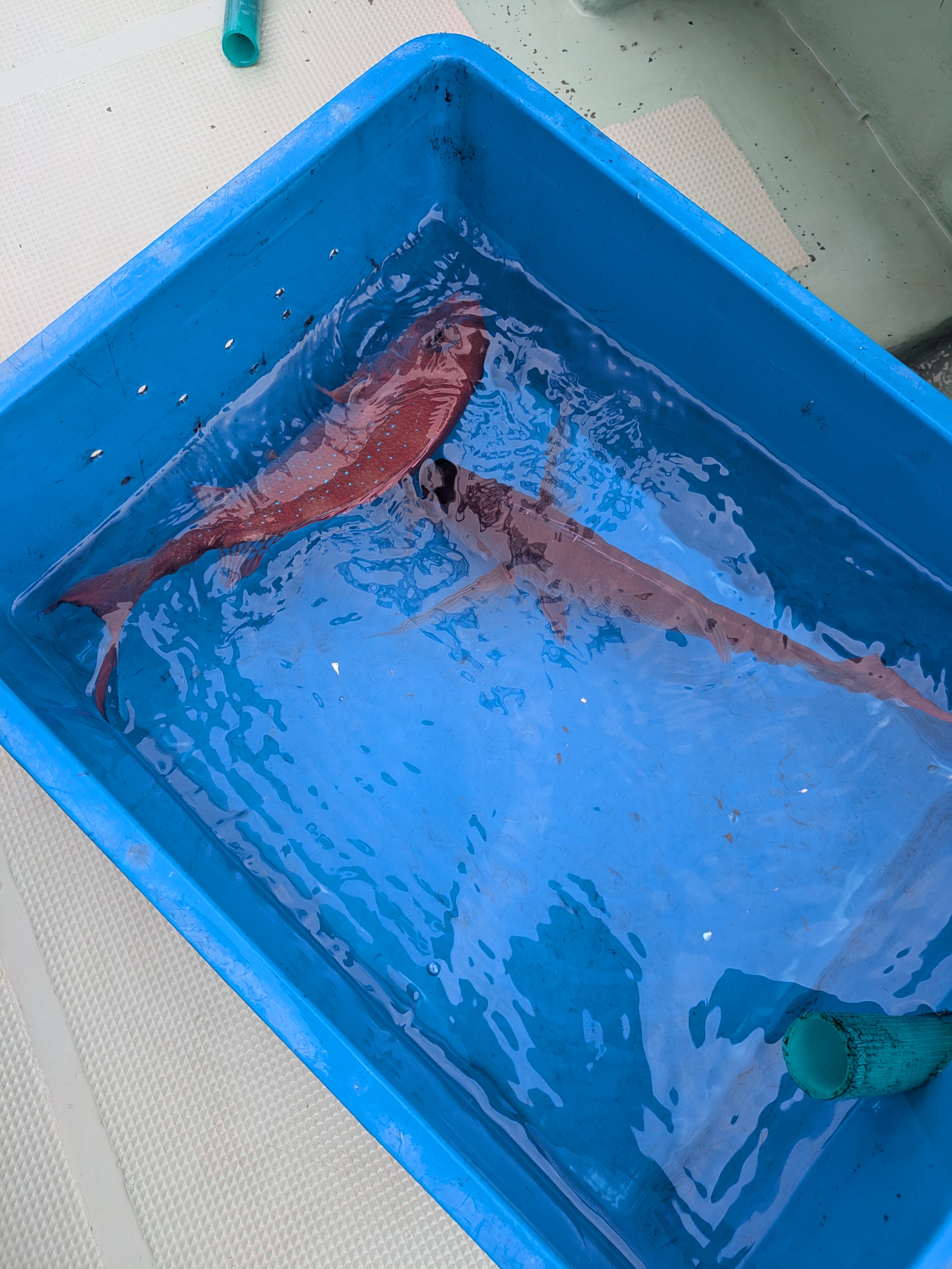 最新釣果情報