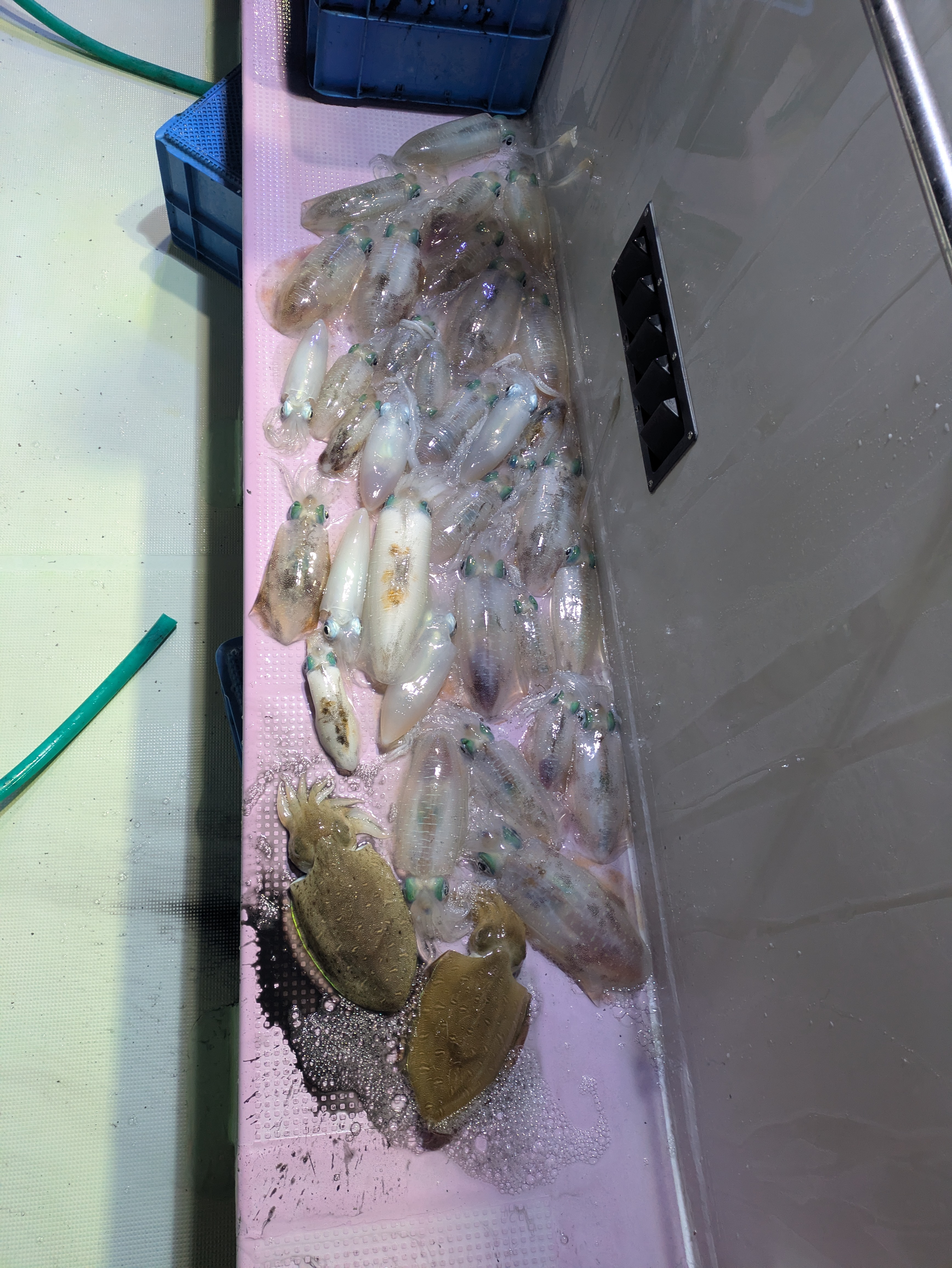 最新釣果情報