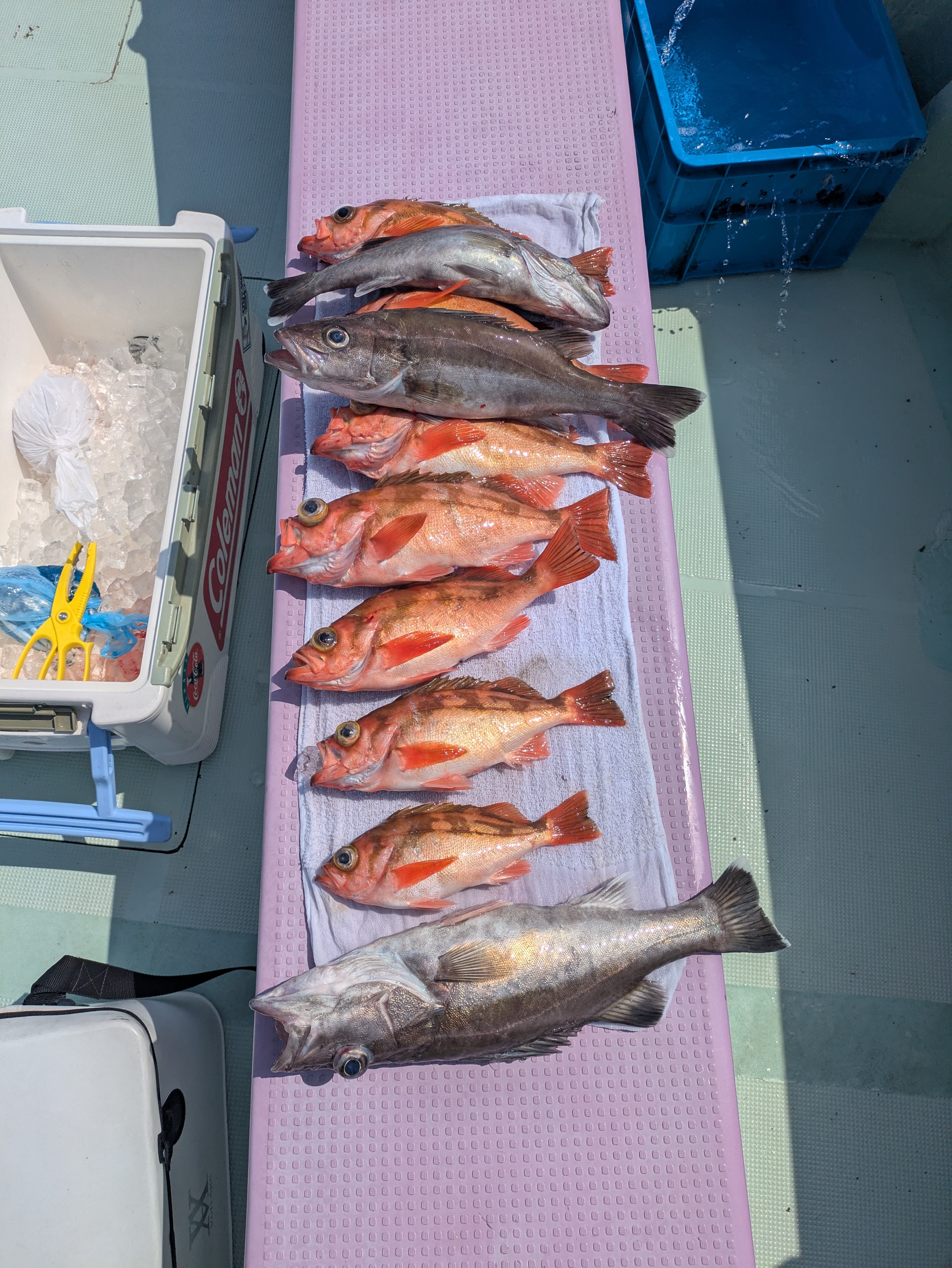 最新釣果情報